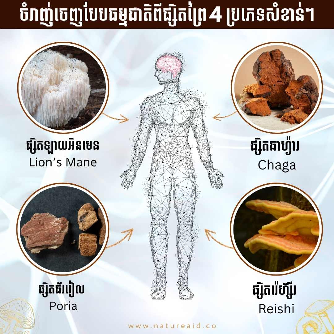 NatureAid MUshroom complex brain booster vitamins has Lion's mane mushroom, Chaga Mushroom, Reishi mushroom and Poria Mushroom. The fist multi mushroom complex vitamins in Cambodia. Order online tody at www.natureaid.co
